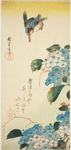 Kingfisher and hydrangea