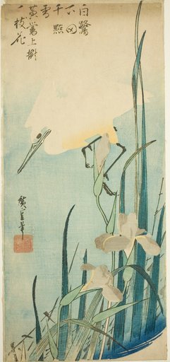 White heron and iris