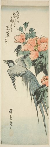 Long-tailed bird and hibiscus