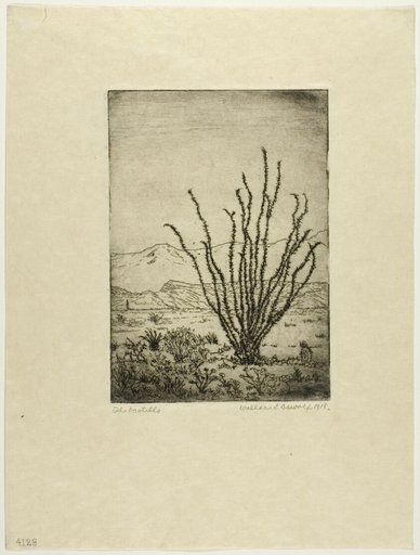 The Ocotillo