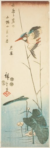 Kingfisher above a Yellow-flowered Water Plant
