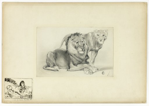Lion and Lioness