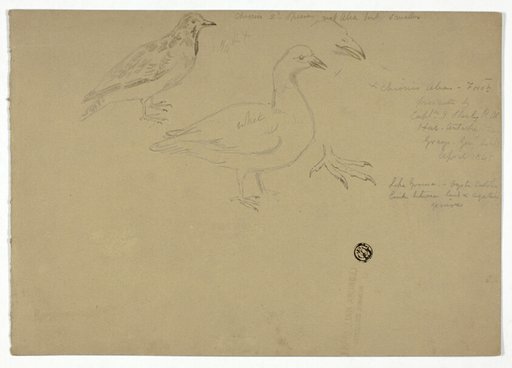 Sketches of Birds