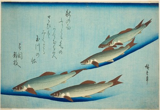 River trout