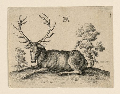 Stag