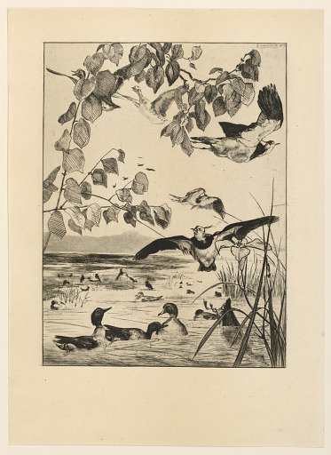 Vanneaux et Sarcelles (Lapwings and Teal)