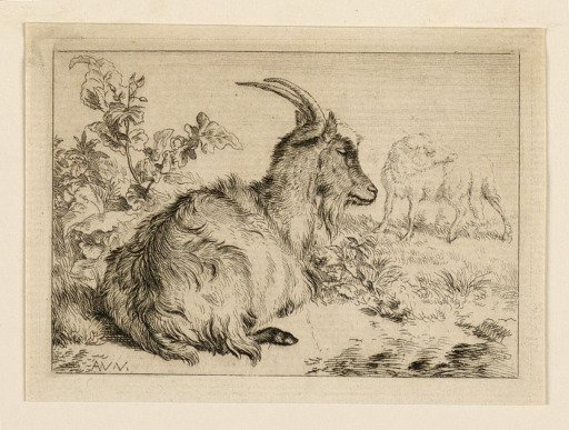 A Goat