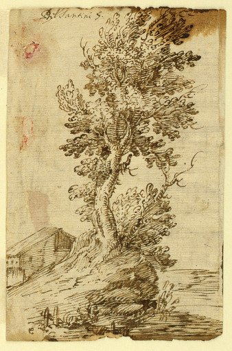 Study of a Tree