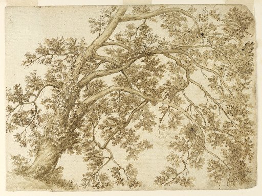 Study of a Tree