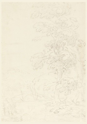 Tree in Landscape