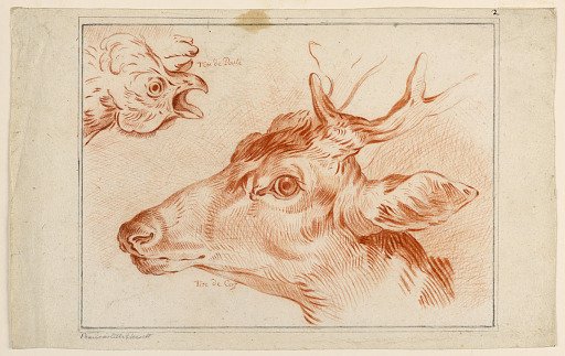 Study of the Heads of a Chicken and Stag