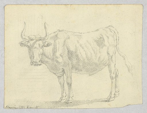 Study of a Cow