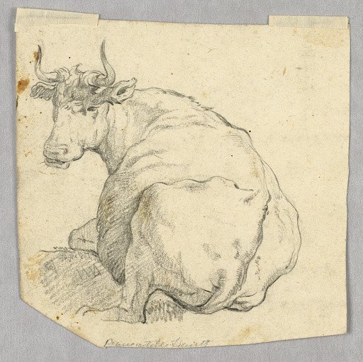 Study of a Cow