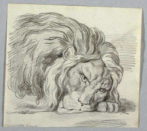 Study of a Lion