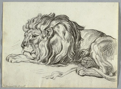 Study of a Lion