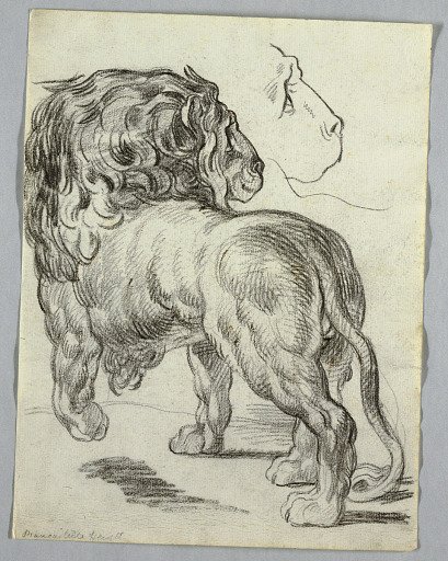 Study of a Lion