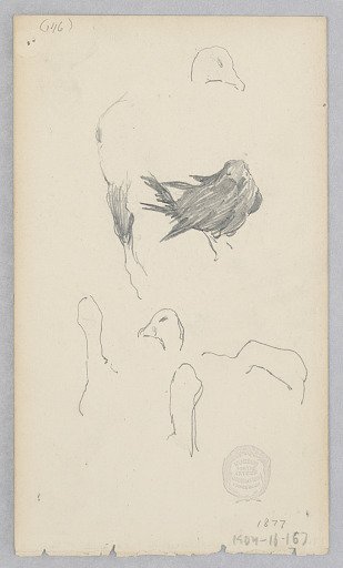 Ducks