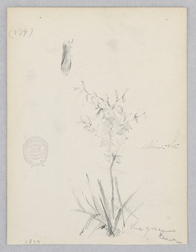 Flowering plant