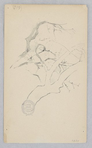 Tree Branch