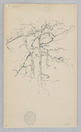 Tree Branch