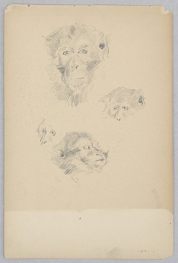 Monkey