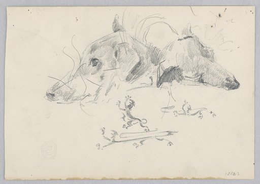 Dog and lion