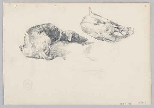 Dogs