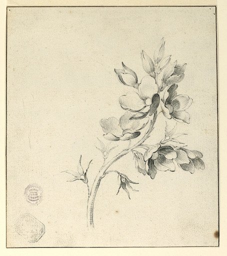 Study of a Bough of Wild Roses