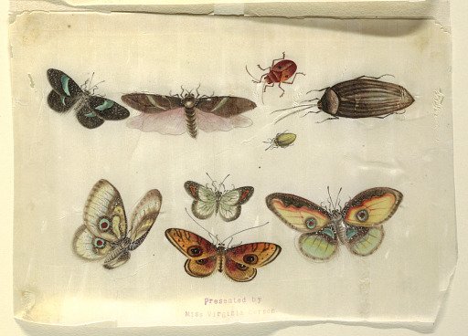 Insects