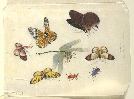 Insects