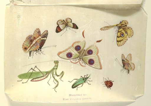 Butterflies and Other Insects