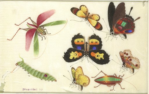 Insects