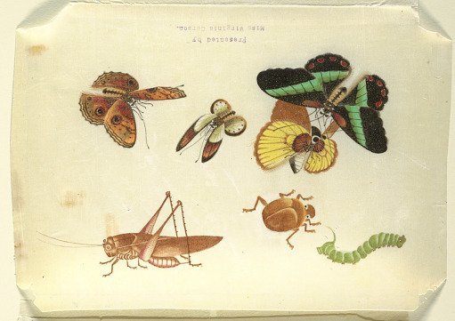 Insects