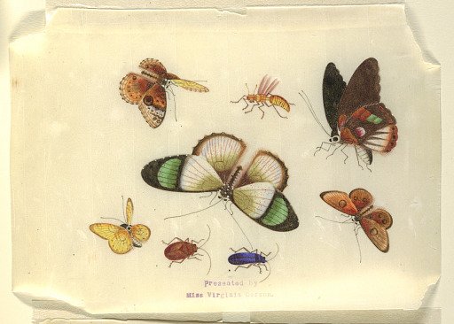 Insects