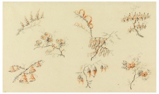 Sprays of Seven ideal Flowers and of one quasi naturalistic flower