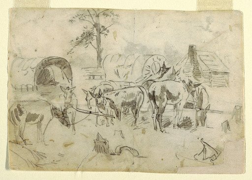 Resting Mules Tethered to Wagons