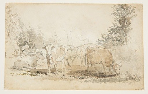 Cows in a Pasture