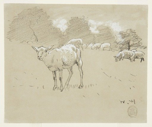 Sheep Grazing in a Field