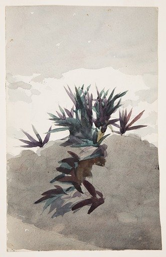 Hillside with Clumps of Maguey
