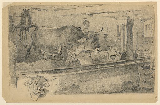 Cattle Study for Sheep-Shearing