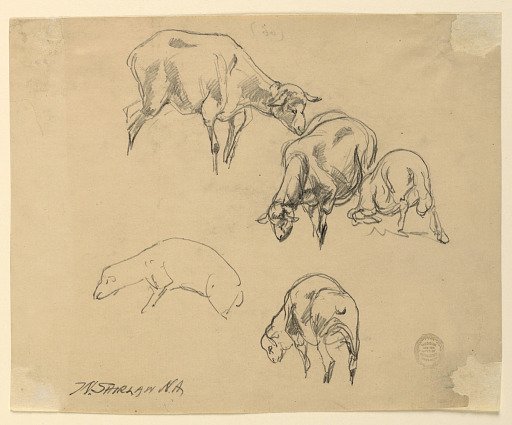 Studies of Sheep