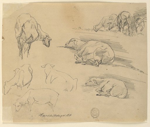 Sketches of Sheep