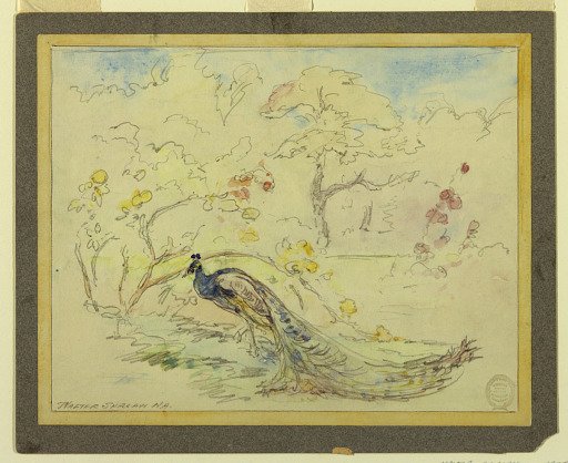 Peacock in a Garden