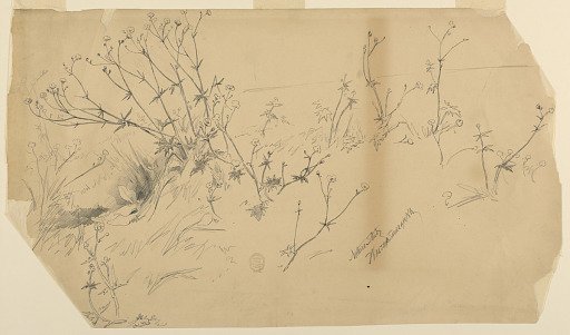 Nature Study