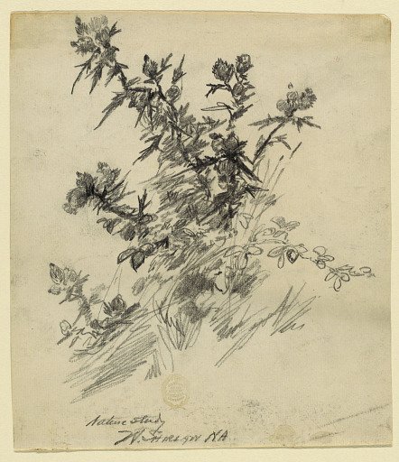 Nature Study