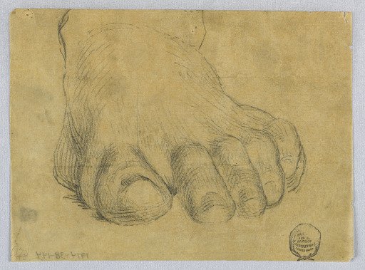 Study of Left Foot