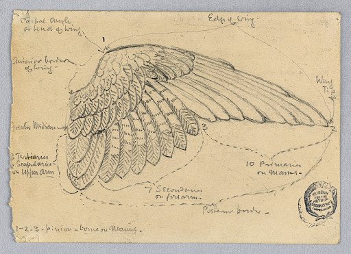 Study of a Wing