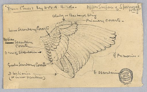 Study of a Sparrow's Wing