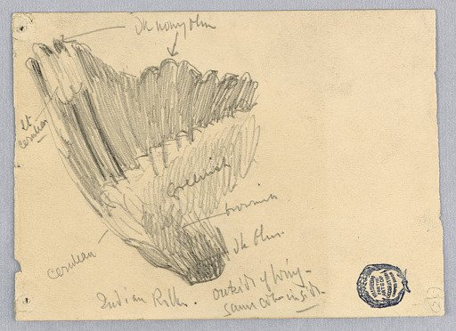 Sketch of a Wing