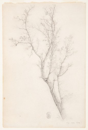 Tree with Many Boughs, Catskill, New York